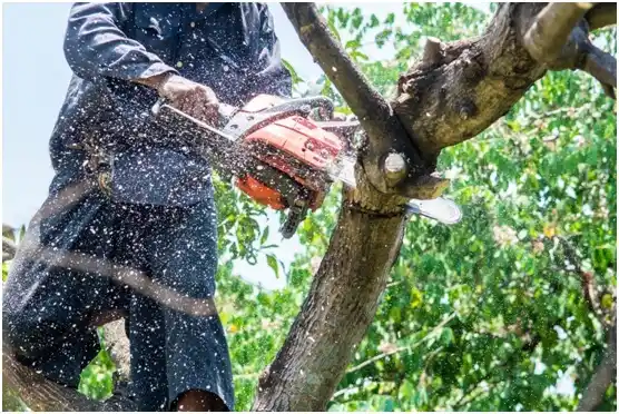 tree services Weber City